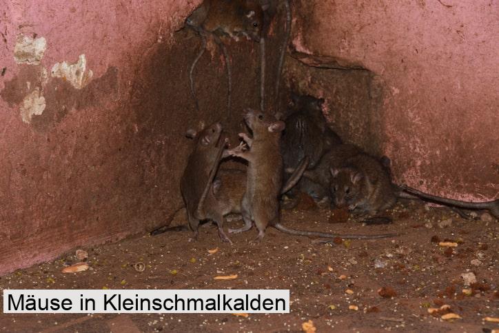 Mäuse in Kleinschmalkalden